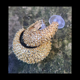 Durian ER