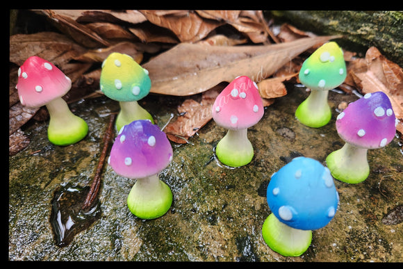 Funky Mushrooms