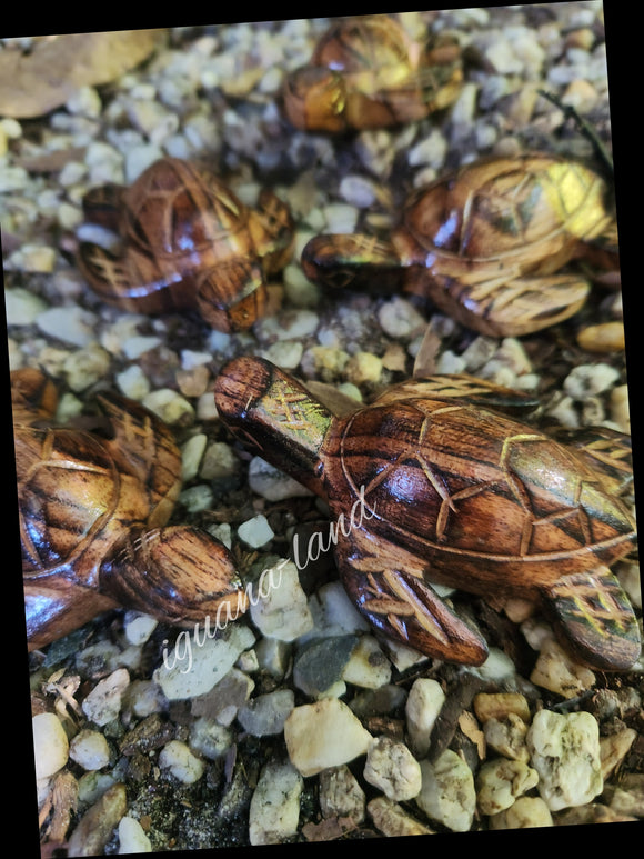 Baby Turtle