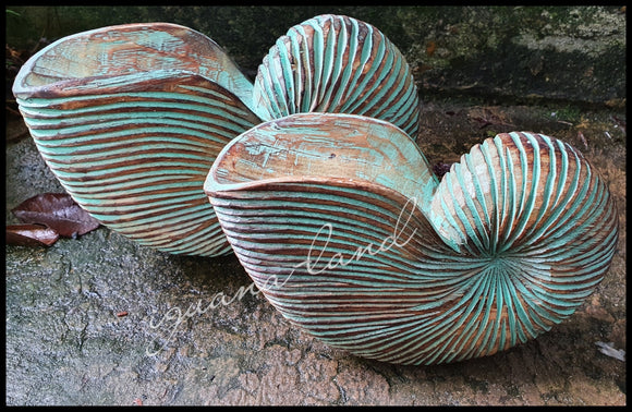 Carved Nautilus Shells