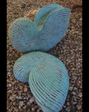 (C) Nautilus Shells