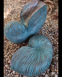 (C) Nautilus Shells