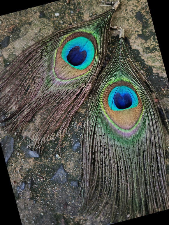 Peacock ER (L)