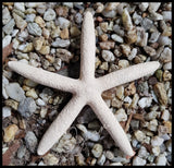 Starfish Resin