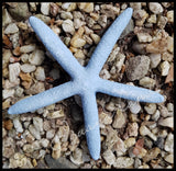 Starfish Resin