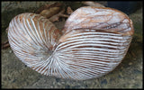 (C) Nautilus Shells