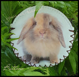 Bunny Coin Purses