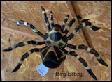 Spiders