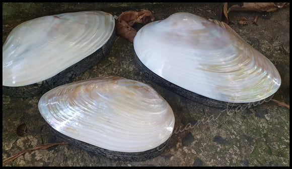 Pearly Shell
